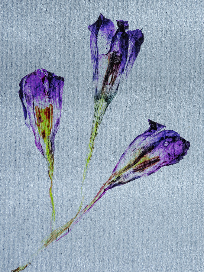 13. Crocus on canvas